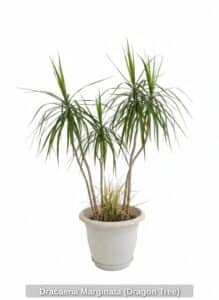 Dracaena-Marginata-Dragon-Tree