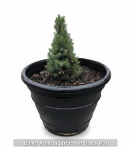 Dwarf-Alberta-Spruce-in-Black-Pot