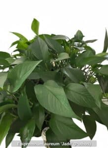 Epipremnum-aureum-Jade-Pothos