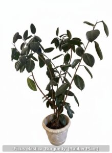 Ficus-elastica-Burgundy-Rubber-Plant
