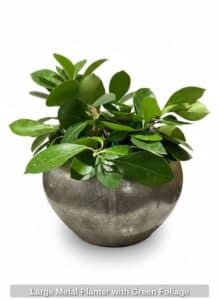 Large-Metal-Planter-with-Green-Foliage
