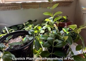 Lipstick-Plant-Aeschynanthus-in-Pot