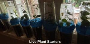 Live-Plant-Starters
