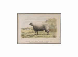 Oxford-Down-Ram-Royal-Jubilee-Lithograph