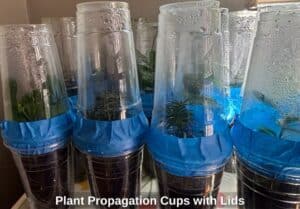 Plant-Propagation-Cups-with-Lids