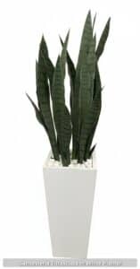 Sansevieria-Trifasciata-in-White-Planter