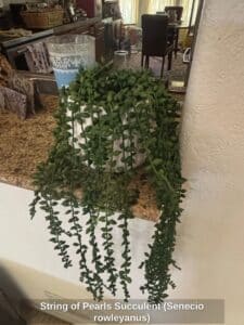 String-of-Pearls-Succulent-Senecio-rowleyanus