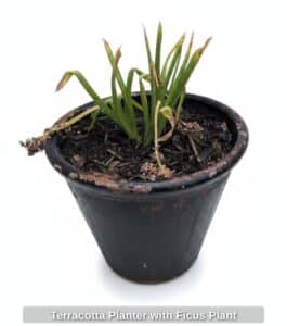Terracotta-Planter-with-Ficus-Plant