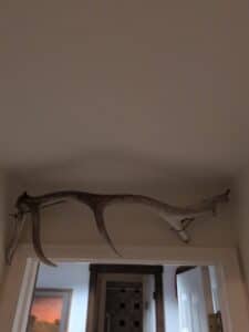 Whitetail-Deer-Antlers