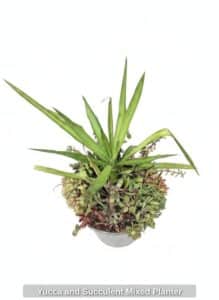 Yucca-and-Succulent-Mixed-Planter