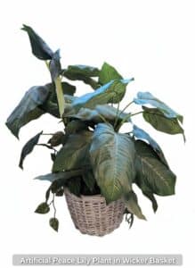 Artificial-Peace-Lily-Plant-in-Wicker-Basket