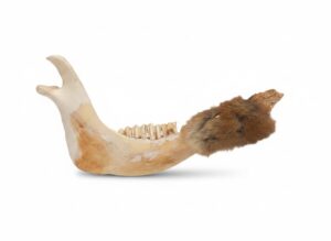 Canine-Jawbone-with-Fur