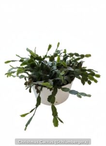 Christmas-Cactus-Schlumbergera-1