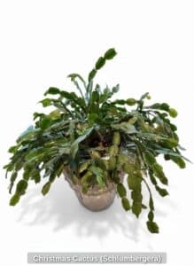Christmas-Cactus-Schlumbergera
