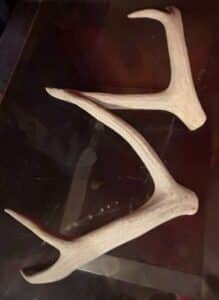 Deer-Antlers