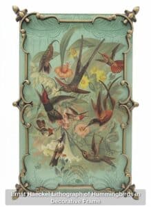 Ernst-Haeckel-Lithograph-of-Hummingbirds-in-Decorative-Frame