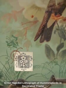 Ernst-Haeckel-Lithograph-of-Hummingbirds-in-Decorative-Frame-second-image