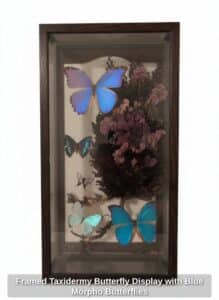 Framed-Taxidermy-Butterfly-Display-with-Blue-Morpho-Butterflies