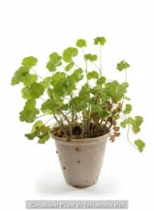 Geranium-Plant-in-Terracotta-Pot