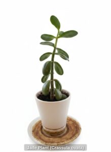 Jade-Plant-Crassula-ovata