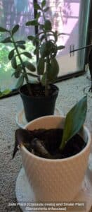 Jade-Plant-Crassula-ovata-and-Snake-Plant-Sansevieria-trifasciata