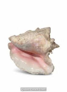 Queen-Conch-Shell
