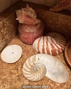 Queen-Conch-Shell-second-image