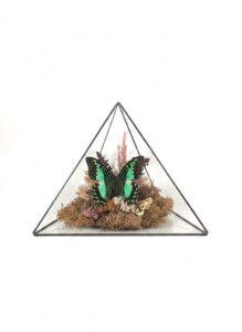 Taxidermied-Urania-Leilus-Butterfly-in-Geometric-Glass-Display