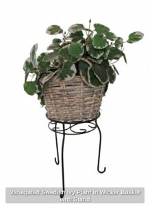 Variegated-Swedish-Ivy-Plant-in-Wicker-Basket-with-Stand