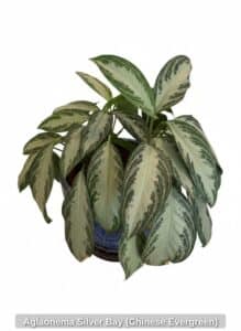 Aglaonema-Silver-Bay-Chinese-Evergreen