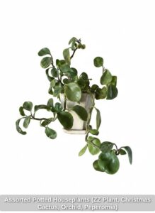 Assorted-Potted-Houseplants-ZZ-Plant-Christmas-Cactus-Orchid-Peperomia