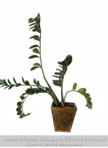 Assorted-Potted-Houseplants-ZZ-Plant-Christmas-Cactus-Orchid-Peperomia-fifth-image