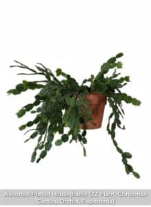 Assorted-Potted-Houseplants-ZZ-Plant-Christmas-Cactus-Orchid-Peperomia-fourth-image