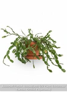 Assorted-Potted-Houseplants-ZZ-Plant-Christmas-Cactus-Orchid-Peperomia-second-image