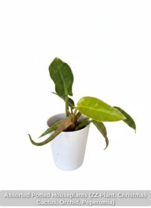 Assorted-Potted-Houseplants-ZZ-Plant-Christmas-Cactus-Orchid-Peperomia-sixth-image