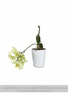 Assorted-Potted-Houseplants-ZZ-Plant-Christmas-Cactus-Orchid-Peperomia-third-image