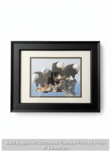 Bald-Eagles-on-Driftwood-Framed-Print-by-Peter-P.-Llewellyn