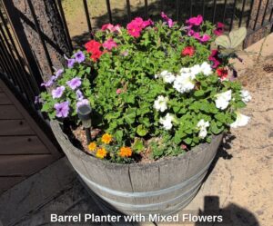 Barrel-Planter-with-Mixed-Flowers