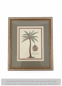 Botanical-Prints-of-Palm-and-Banana-Trees-Attributed-to-Georg-Dionysius-Ehret-for-Prince-Frederick