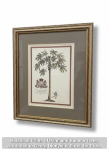 Botanical-Prints-of-Palm-and-Banana-Trees-Attributed-to-Georg-Dionysius-Ehret-for-Prince-Frederick-fifth-image
