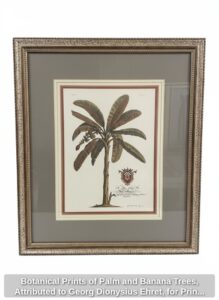 Botanical-Prints-of-Palm-and-Banana-Trees-Attributed-to-Georg-Dionysius-Ehret-for-Prince-Frederick-second-image
