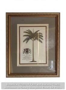 Botanical-Prints-of-Palm-and-Banana-Trees-Attributed-to-Georg-Dionysius-Ehret-for-Prince-Frederick-third-image