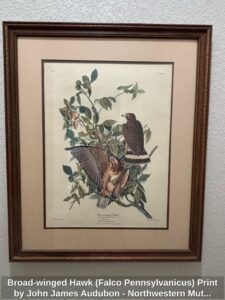 Broad-winged-Hawk-Falco-Pennsylvanicus-Print-by-John-James-Audubon-Northwestern-Mutual-Life-Insurance-Company-Collection