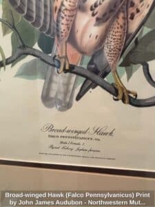 Broad-winged-Hawk-Falco-Pennsylvanicus-Print-by-John-James-Audubon-Northwestern-Mutual-Life-Insurance-Company-Collection-second-image