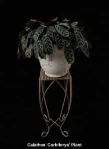 Calathea-Corbiferya-Plant