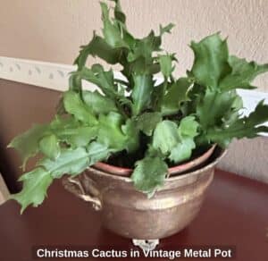 Christmas-Cactus-in-Vintage-Metal-Pot