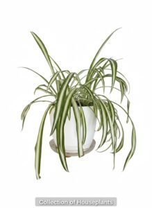 Collection-of-Houseplants