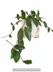 Collection-of-Houseplants-second-image