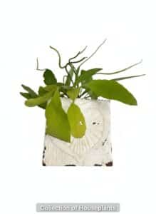 Collection-of-Houseplants-third-image