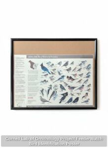 Cornell-Lab-of-Ornithology-Project-FeederWatch-Bird-Identification-Poster